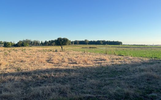 Campo Agrícola-Ganadero de 10,5 Ha sobre Ruta 5 con excelente logística.